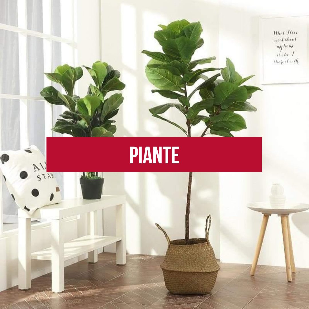 Piante – Vitafacile shop