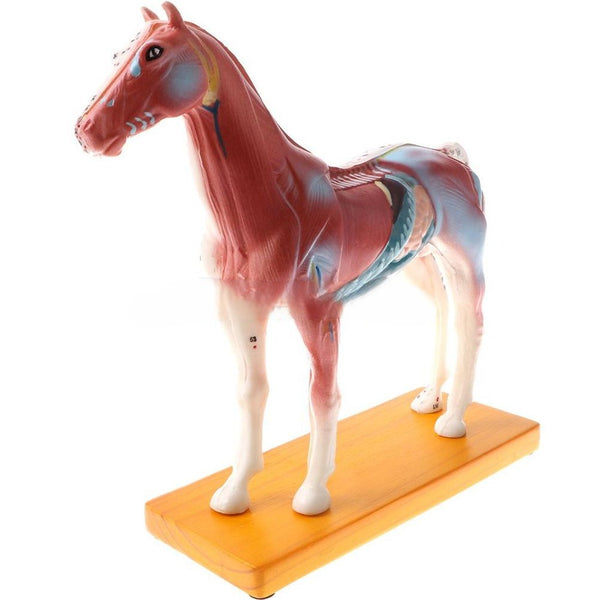 Modello anatomico di cavallo per agopuntura con 114 punti di pressione