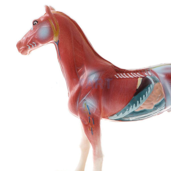Modello anatomico di cavallo per agopuntura con 114 punti di pressione