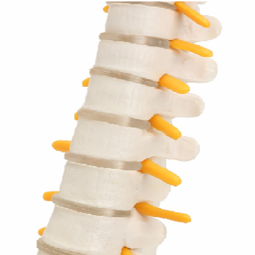 Modello anatomico flessibile della colonna vertebrale umana