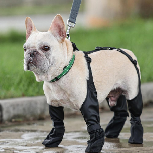 Stivali impermeabili per cani