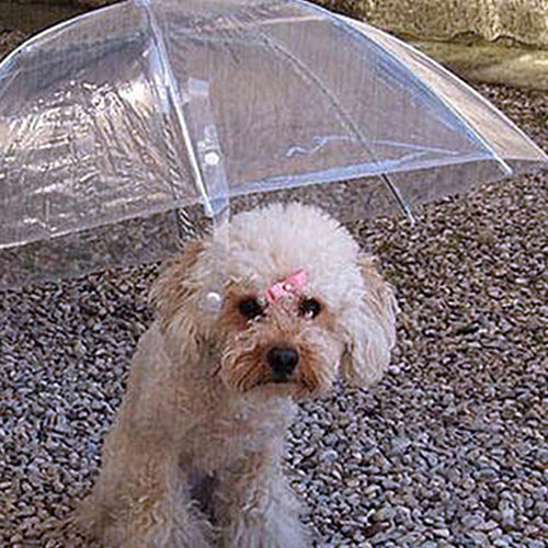 Ombrello per cani con guinzaglio integrato