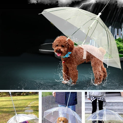 Ombrello per cani con design trasparente