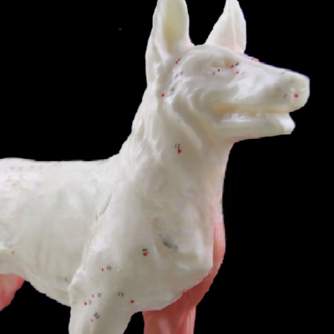 Modello anatomico di cane per pratica agopuntura veterinaria
