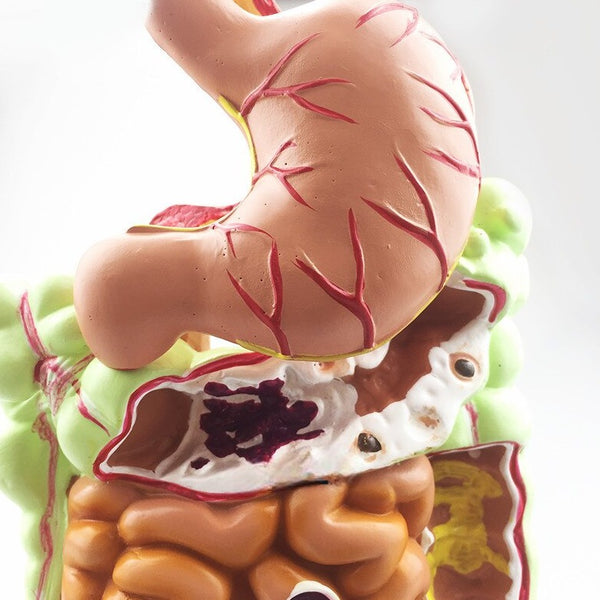 Modello anatomico dell'apparato digerente umano