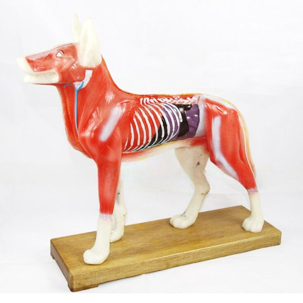 Modello anatomico di cane per pratica agopuntura veterinaria