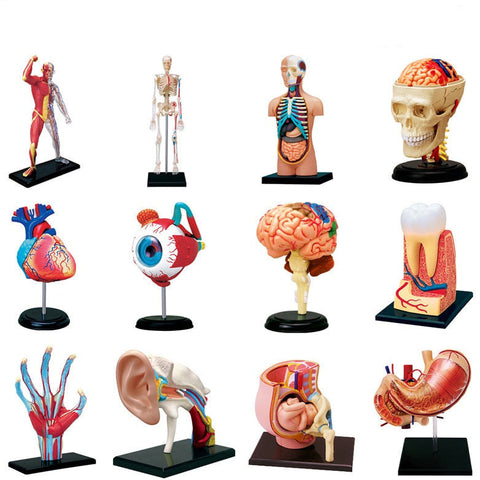 Modelli anatomici assemblabili in 4D di parti anatomiche umane