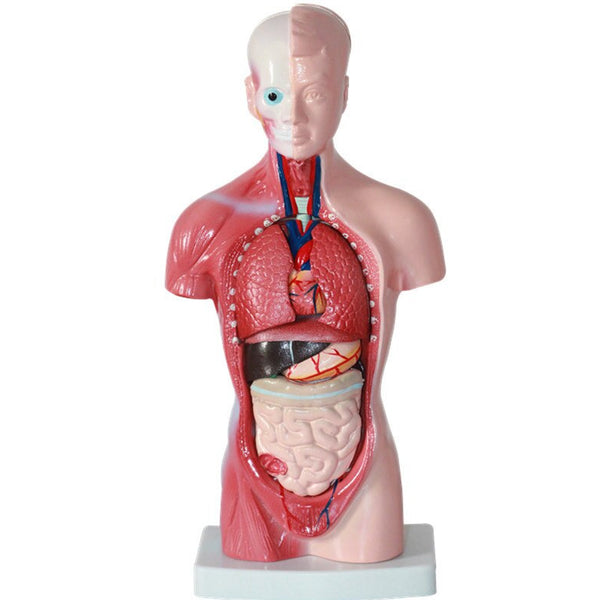 Modello anatomico del torso umano