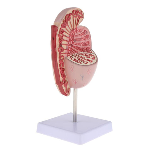 Modello anatomico a grandezza naturale di rene umano