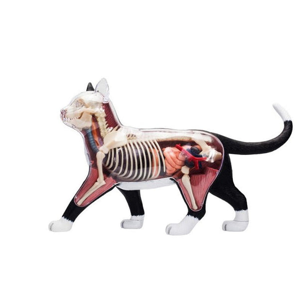 Modello anatomico 4D dello scheletro di gatto
