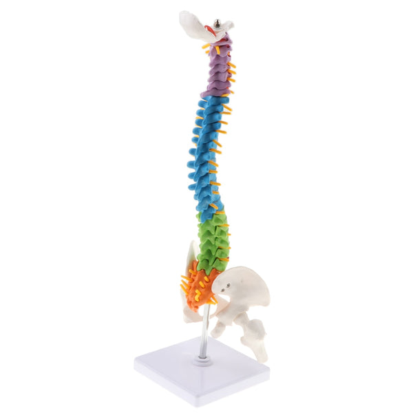Modello anatomico flessibile di colonna vertebrale con bacino e femore