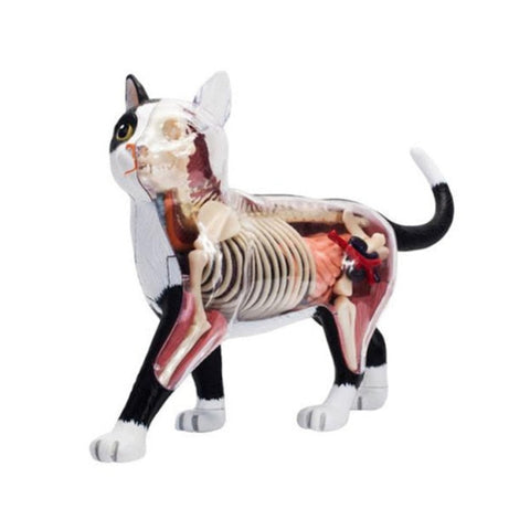 Modello anatomico 4D dello scheletro di gatto