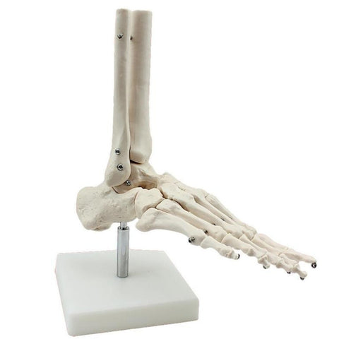 Modello anatomico ossa del piede umano