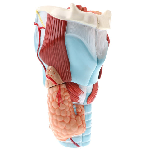 Modello anatomico della faringe e della laringe umana