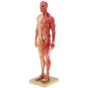 Modello anatomico della struttura muscolare maschile