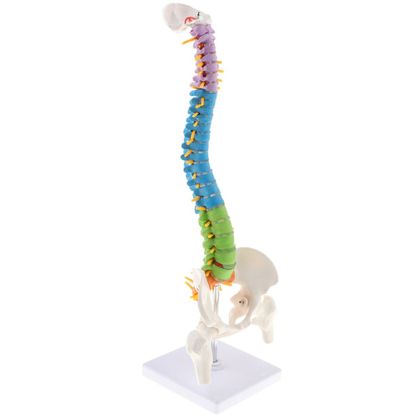 Modello anatomico flessibile di colonna vertebrale con bacino e femore