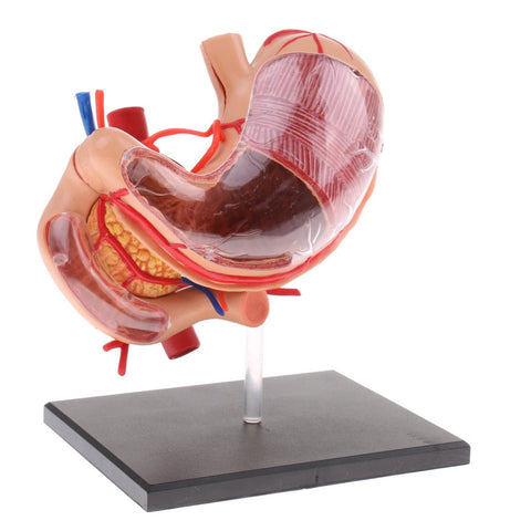 Modello anatomico dello stomaco umano in 4D