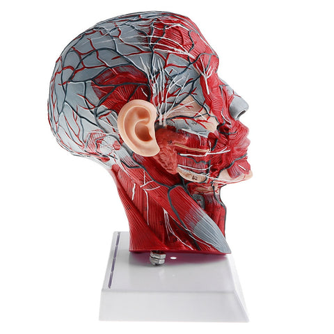 Modello anatomico dei muscoli neurovascolari della testa