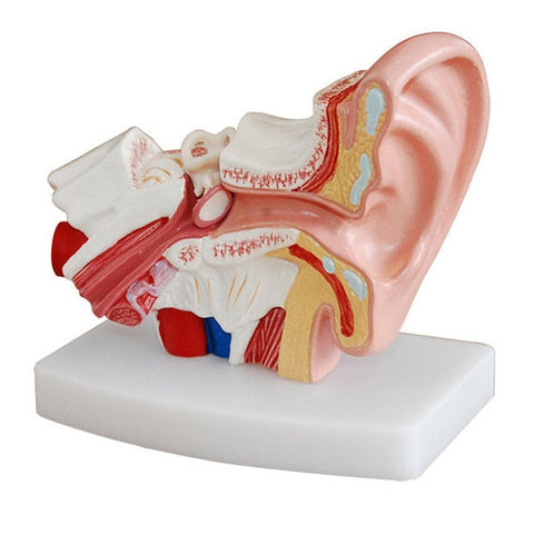 Modello anatomico di orecchio umano