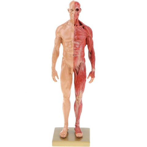 Modello anatomico della struttura muscolare maschile