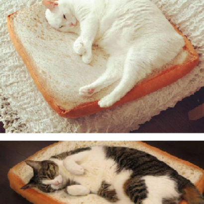 Cuscino a forma di fetta di toast per gatti