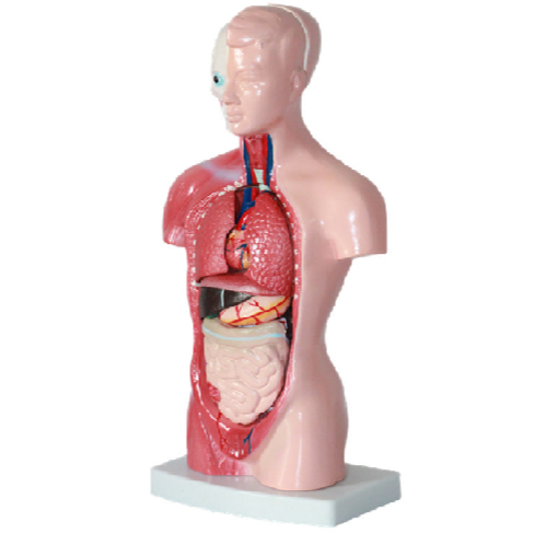 Modello anatomico del torso umano