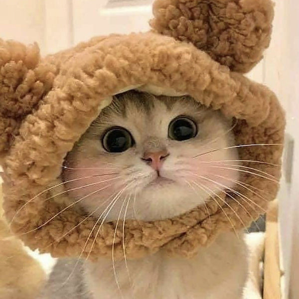 Berretto invernale a forma di orsetto per gatti
