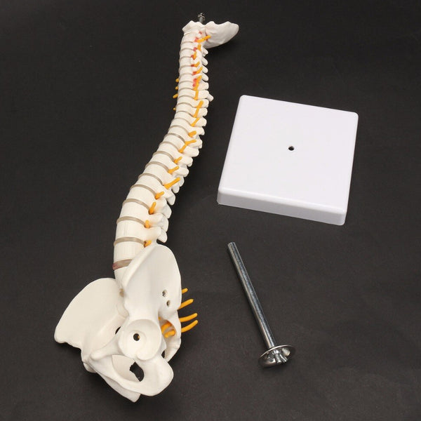 Modello anatomico flessibile della colonna vertebrale umana