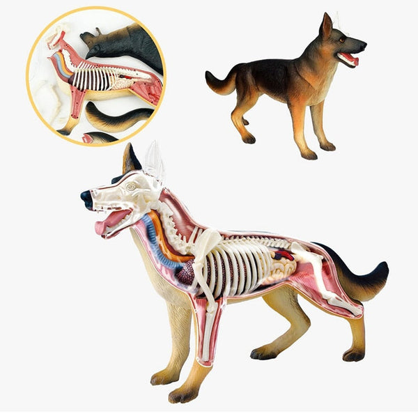 Modello anatomico 4D dello scheletro e degli organi del cane