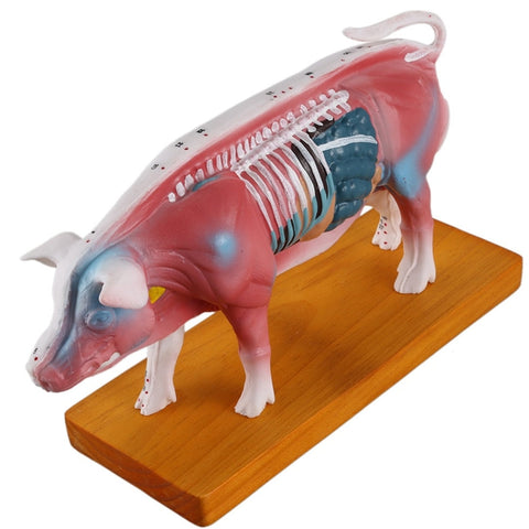 Modello anatomico di maiale per scopi didattici