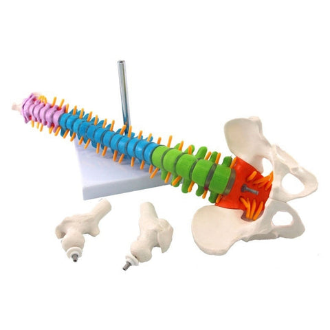 Modello anatomico della colonna vertebrale e del bacino