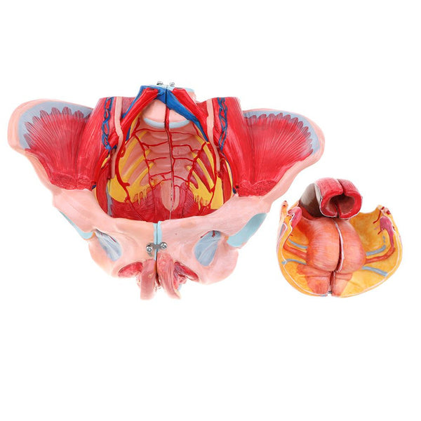 Modello anatomico del bacino femminile