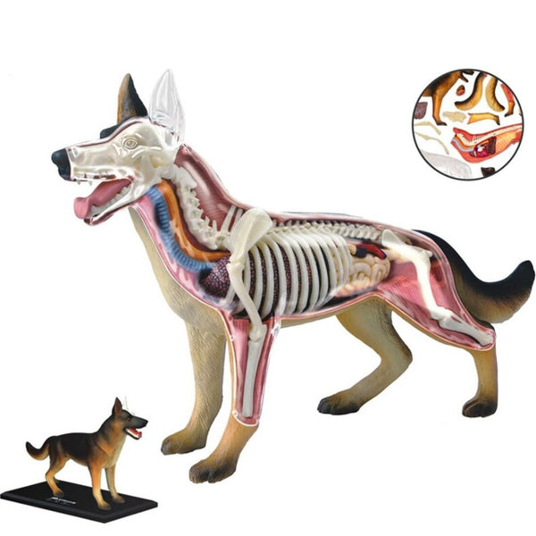 Modello anatomico 4D dello scheletro e degli organi del cane