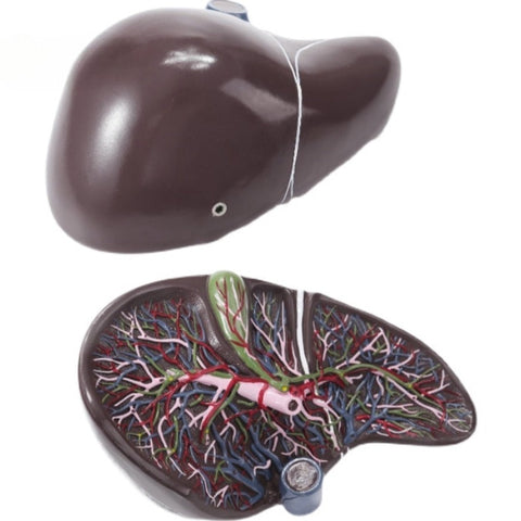 Modello anatomico umano di fegato e cistifellea