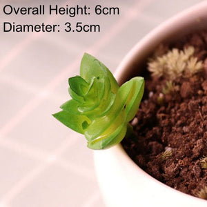 Piantine artificiali “bonsai grasse succulente” in miniatura