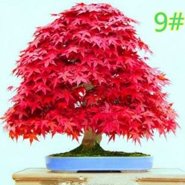 Piantine artificiali bonsai “acero giapponese” dai colori vividi –  Vitafacile shop